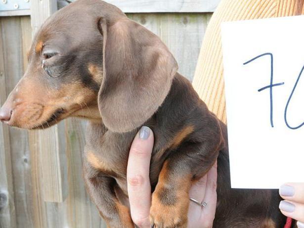 Dog 70