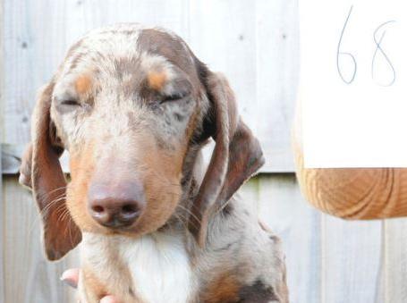 Dog 68