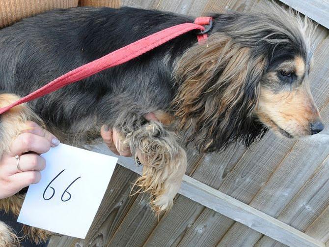 Dog 66