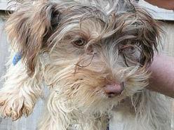 Dog 65