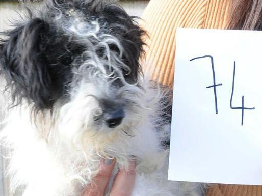 Dog 74