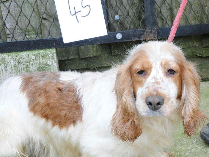 Dog 45