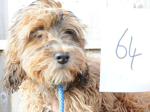 Dog 64