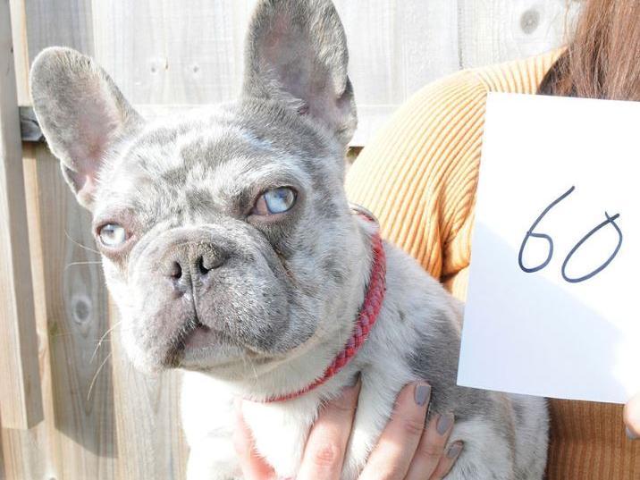 Dog 60
