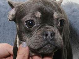 Dog 25