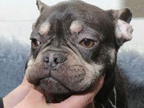 Dog 24