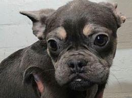 Dog 23
