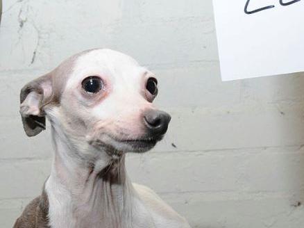 Dog 22