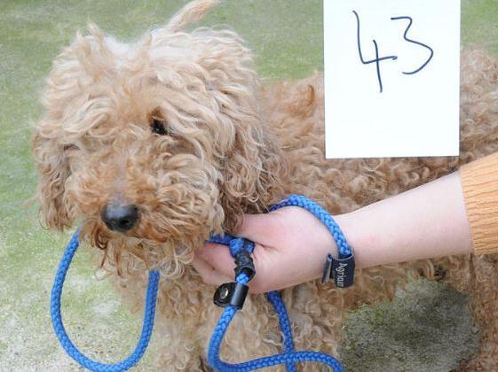 Dog 43