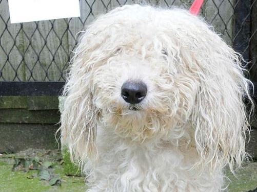 Dog 42
