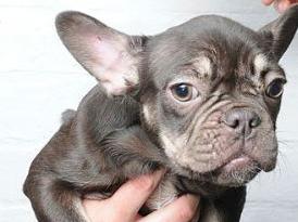 Dog 17