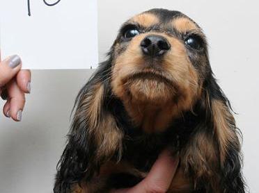 Dog 10