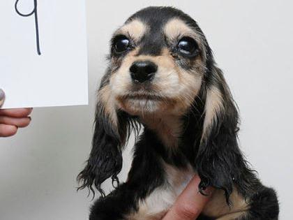 Dog 9