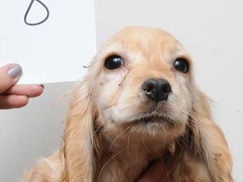 Dog 8