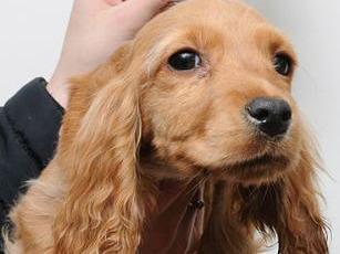 Dog 7