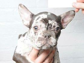 Dog 20