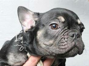 Dog 19