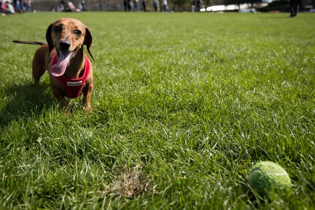 Dogs across the UK are being impacted by the mystery illness. (Photo by Matt Cardy/Getty Images)