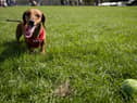 Dogs across the UK are being impacted by the mystery illness.  (Photo by Matt Cardy/Getty Images)