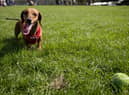 Dogs across the UK are being impacted by the mystery illness.  (Photo by Matt Cardy/Getty Images)
