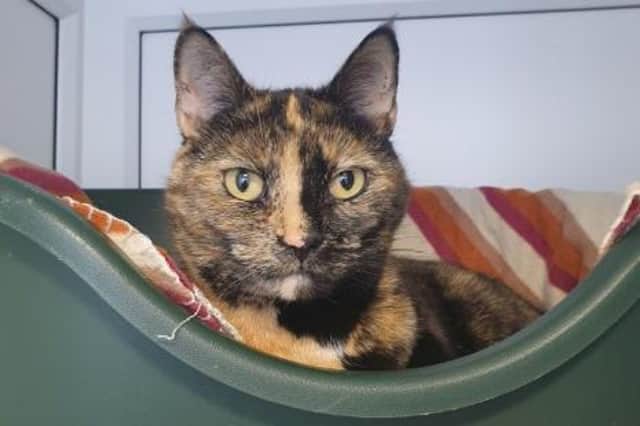 Adorable cats are seeking their forever homes at centres in and around Preston. Photo: Woodlands Animal Sanctuary