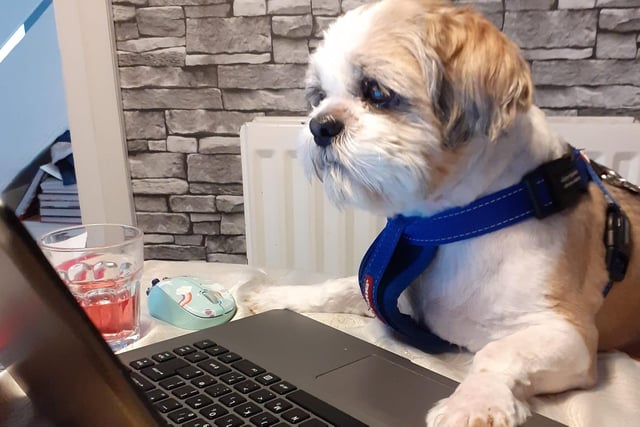 No job too big, no pup too small! Theo James working through his list of tasks in the home office - there's no time to relax, even on International Dog Day.