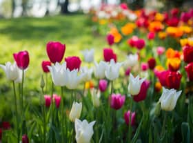 Plant tulips now for a burst of colour this spring