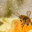 A warning has been issued ahead of the high pollen count this weekend.
