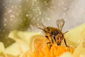 A warning has been issued ahead of the high pollen count this weekend.
