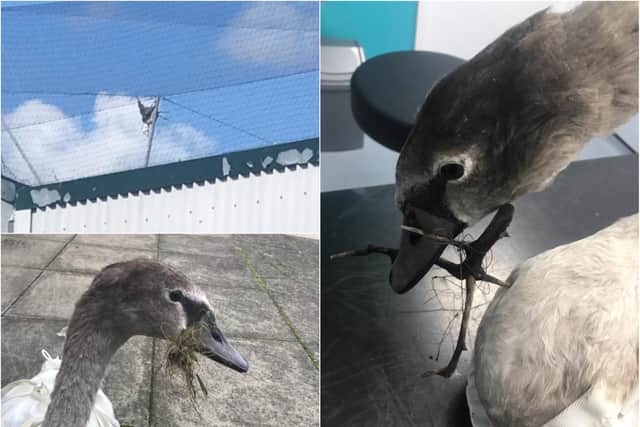 The North East has huge problems with birds getting tangled in netting.