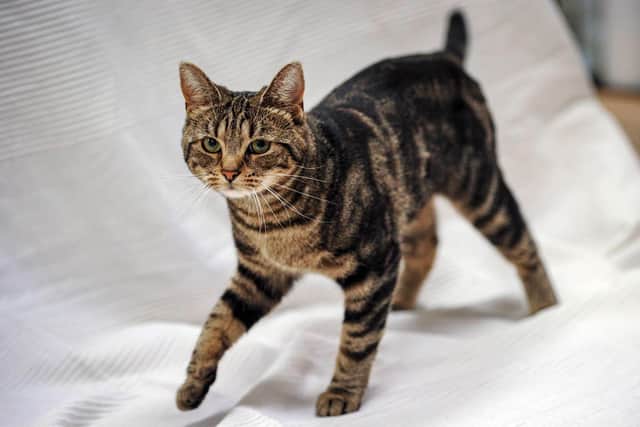Tabby cat Sweet Bee has been diagnosed with a painful condition called patellar luxation which means her joints pop out of their sockets when she moves around.