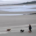 Dog beach bans: When are dogs banned from South Tyneside beaches in 2024? Photo by Paul ELLIS / AFP