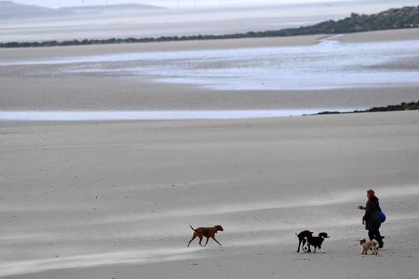Dog beach bans: When are dogs banned from South Tyneside beaches in 2024? Photo by Paul ELLIS / AFP