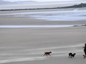 Dog beach bans: When are dogs banned from South Tyneside beaches in 2023? (Photo by Paul ELLIS / AFP)