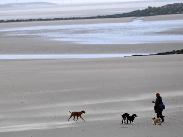 Dog beach bans: When are dogs banned from South Tyneside beaches in 2024? (Photo by Paul ELLIS / AFP)