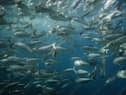 Thousands of fish are dying due to the low oxygen levels in the water. Phot: Adobe