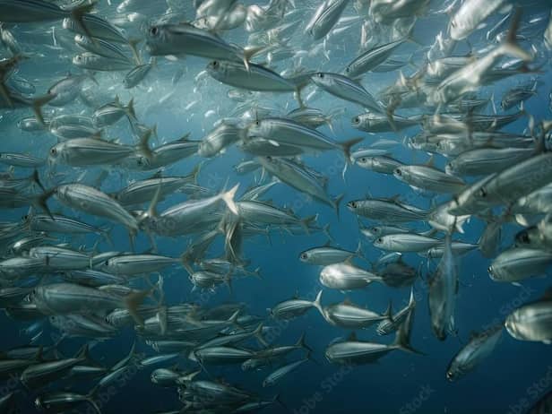 Thousands of fish are dying due to the low oxygen levels in the water. Phot: Adobe