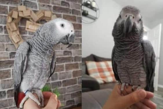 Can you help find Graham the missing parrot?
