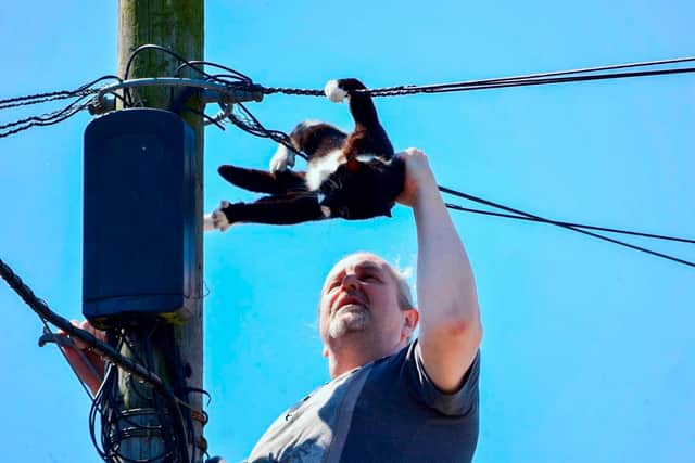 This curious cat had a close shave when he got stuck on top of a 30ft telegraph pole. Picture by Alex Elliott/NNP