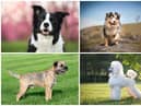 According to Pets at Home, all dogs can be trained, but some breeds are far more receptive than others (Photo: Shutterstock)