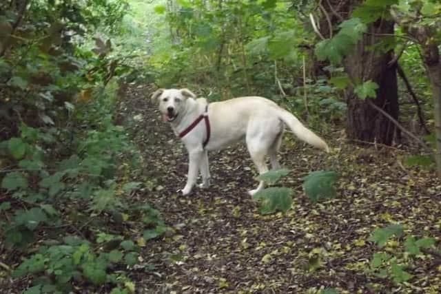 South Shields man caught beating his dog with mallet is jailed and ...