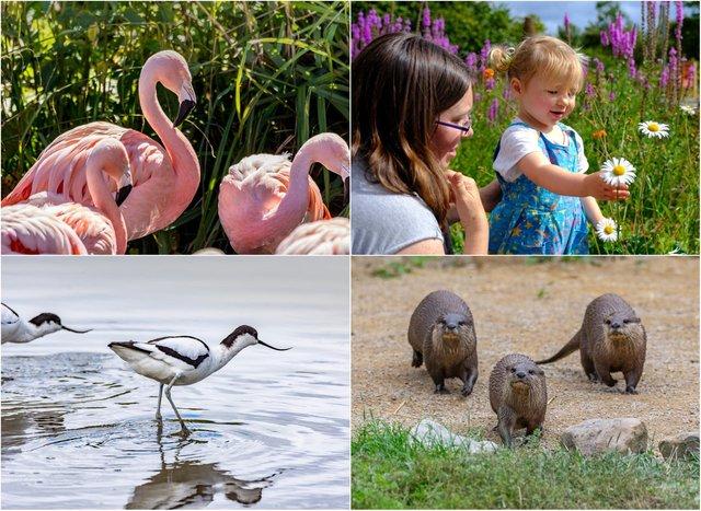 Washington Wetland Centre is open this half-term. Pictures from WWT.