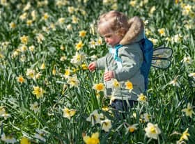 Maisie Schofield, aged 17 months of Leeds, admiring a host, of golden daffodils beneath the trees, in Temple Newsam, Leeds.