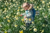 Maisie Schofield, aged 17 months of Leeds, admiring a host, of golden daffodils beneath the trees, in Temple Newsam, Leeds.