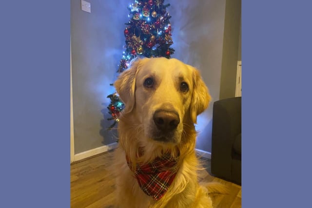 Three-year-old Booker is dressed for the occasion. And doesn't he look ready for the Christmas party in his neckchief.