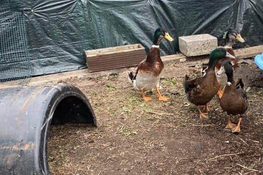 The ducks stolen from Hebburn.