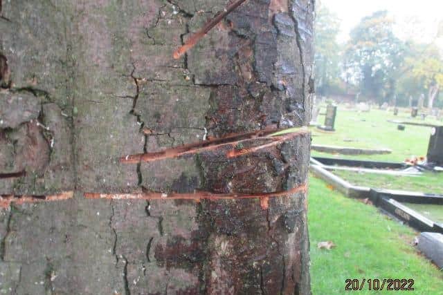 Damage to trees in Hebburn Cemetery.