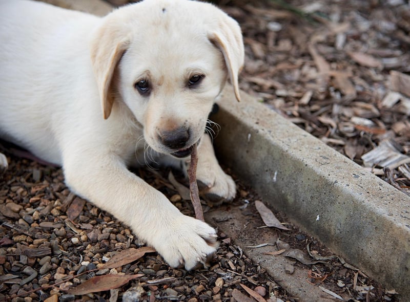 Sticks tend to have the most to fear from the teeth of the Labrador Retriever. Renowned for their friendly and loving nature, it's massively unusual for a Lab to bite - one of many reasons why they are the world's most popular dog breed.