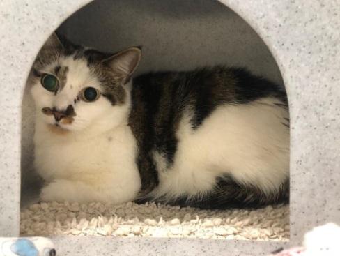 Six and a half year old male Toby has been quite shy since coming to the centre, but he is a very sweet cat who may just need a bit of love to bring him out of his shell.