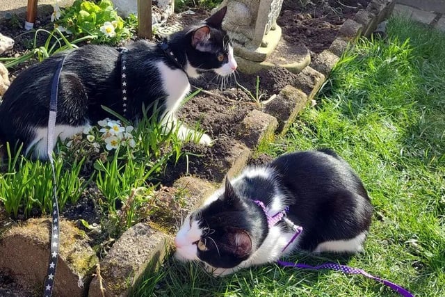 Smudge and Jasper enjoy some sunshine in the garden.